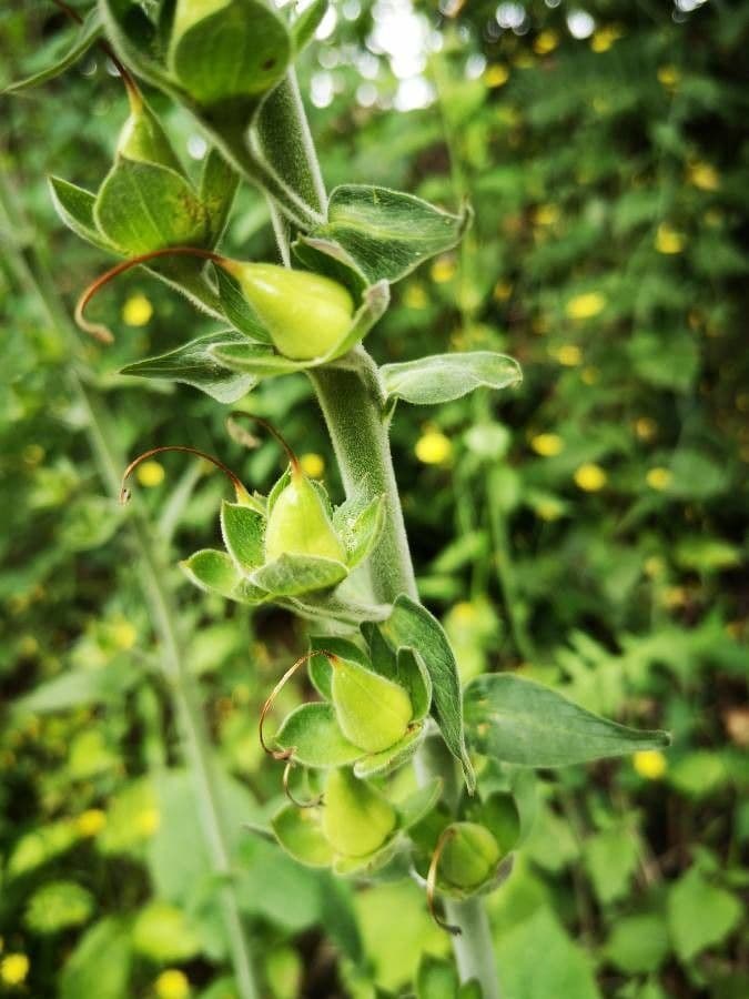 Náprstník červený 4