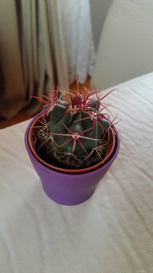 Cactus a botte di Emory 6
