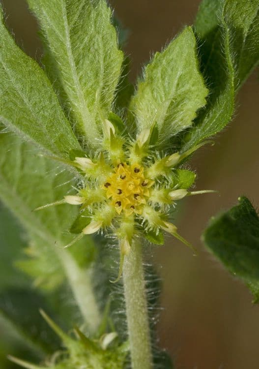 Acanthospermum 9
