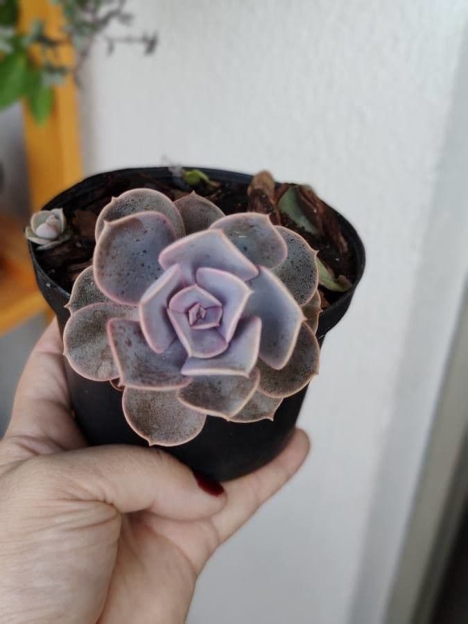 Echeveria 16