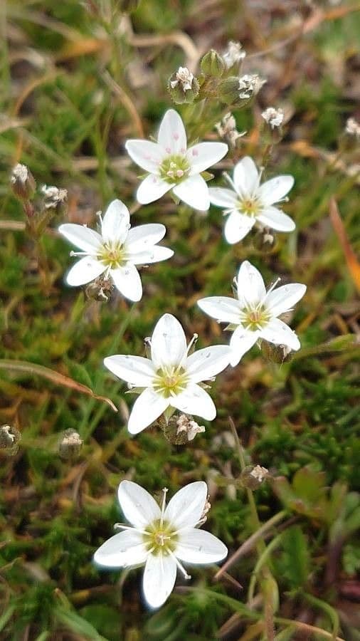 Minuartia recurva 2
