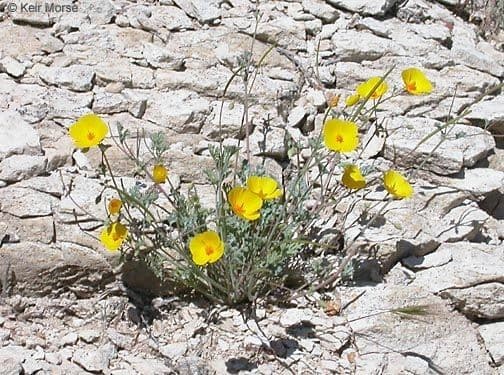 Amapola de San Benito 6
