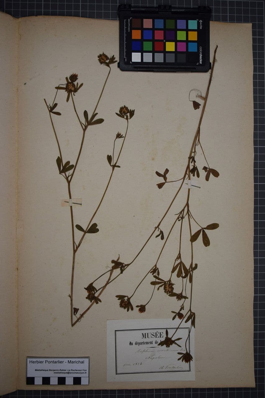 Trifoglio 26