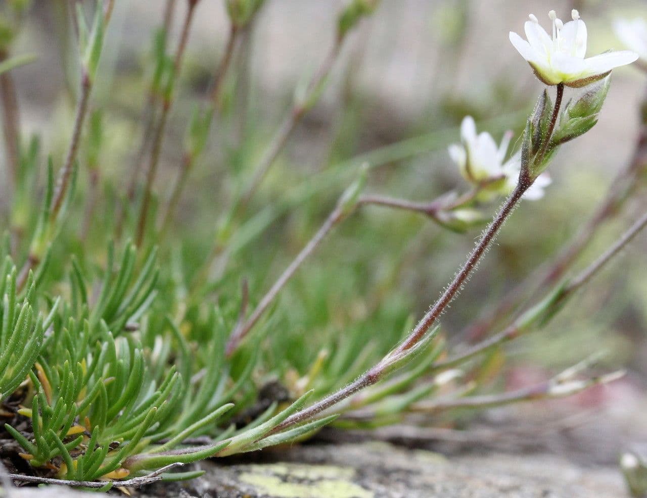 Minuartia recurva 10