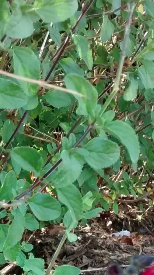 Salvia a foglie piccole 18