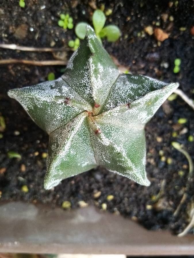 Astrophytum 16