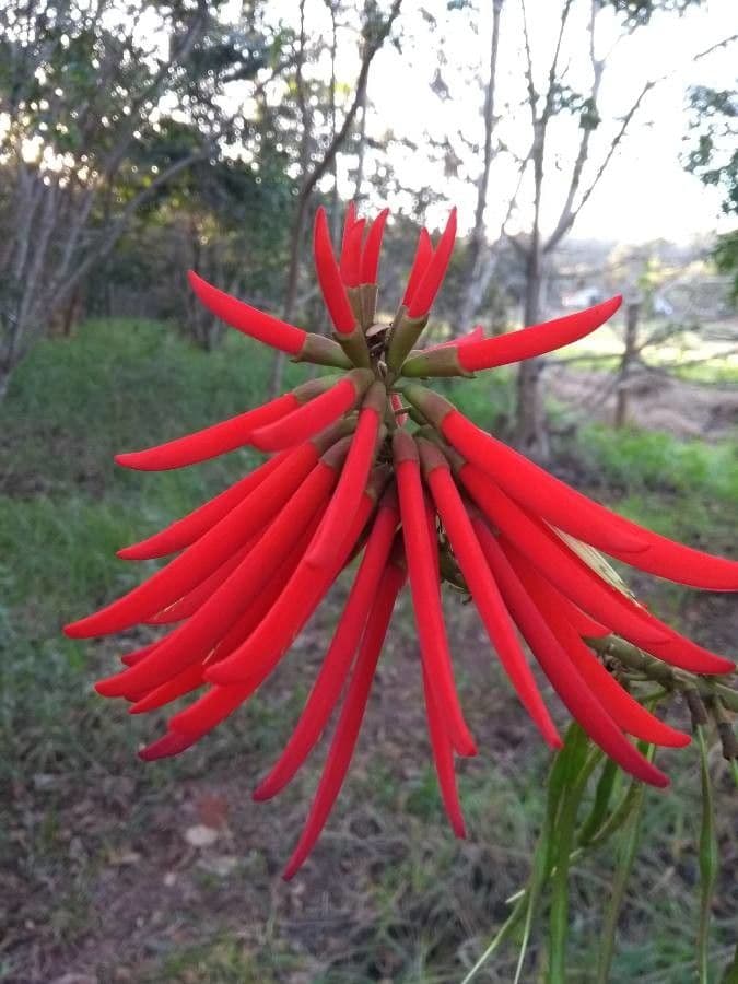Erythrina 10