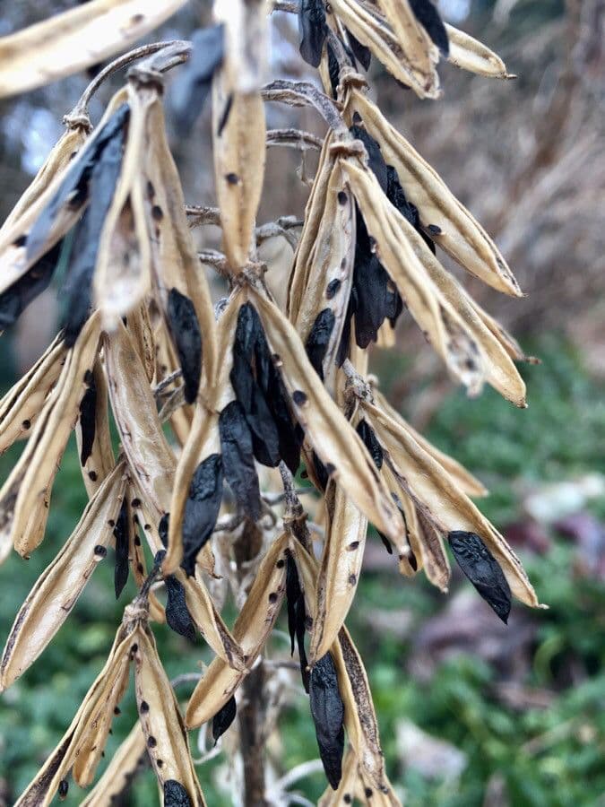 Hosta 3