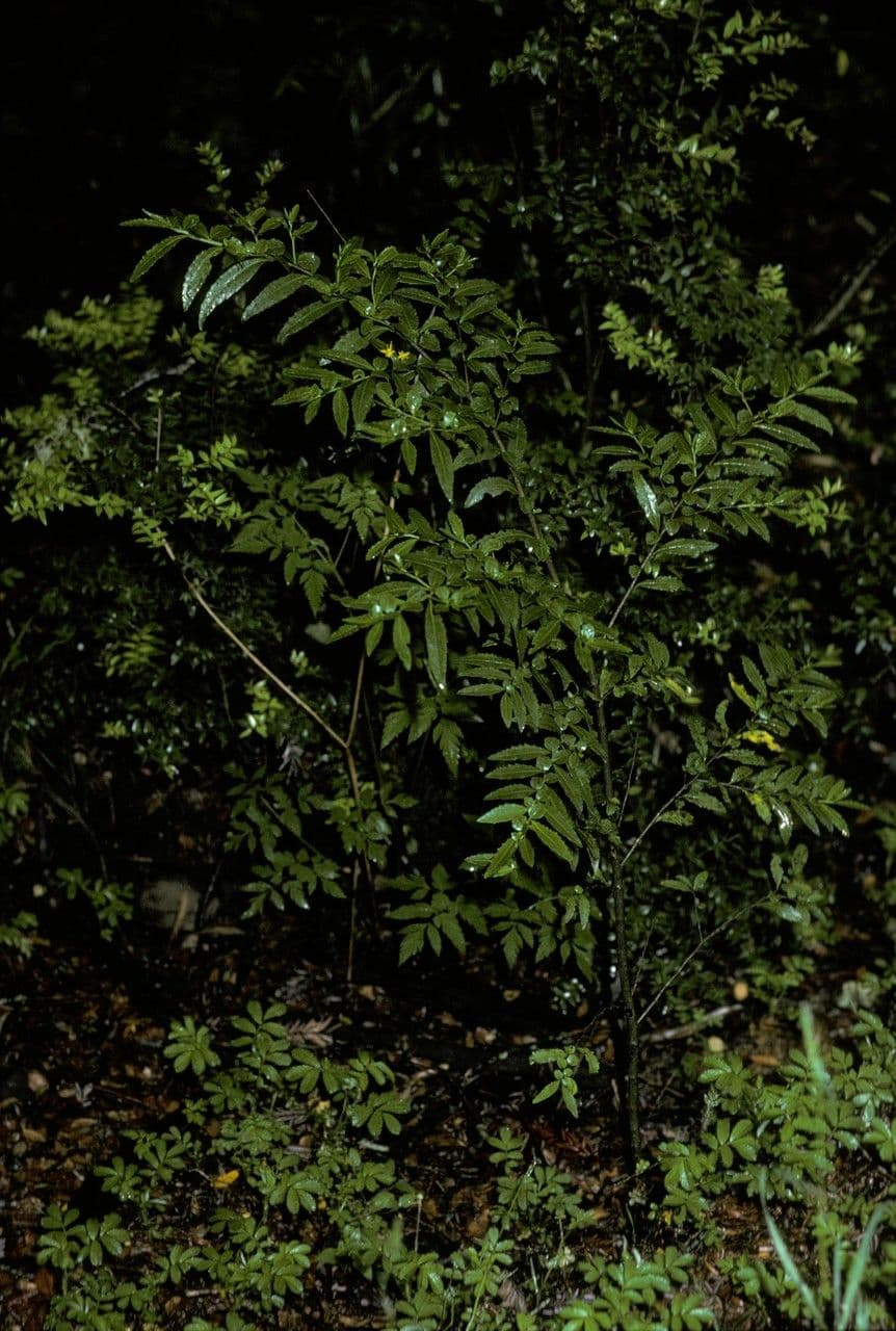 Azara 8