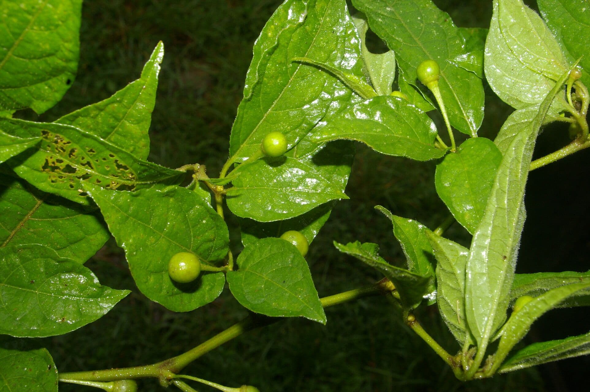 Witheringia 3