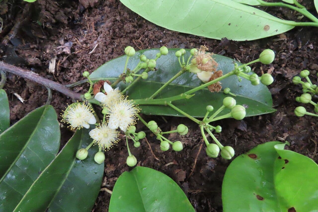 Casearia 10