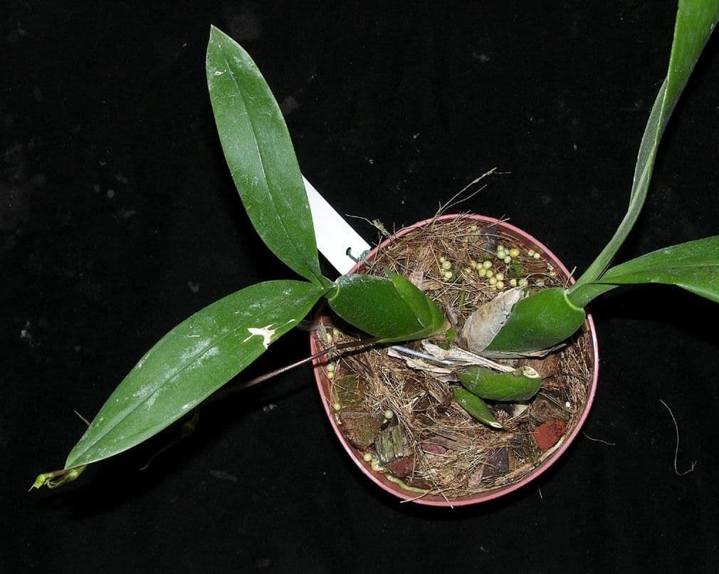 Brassia 20