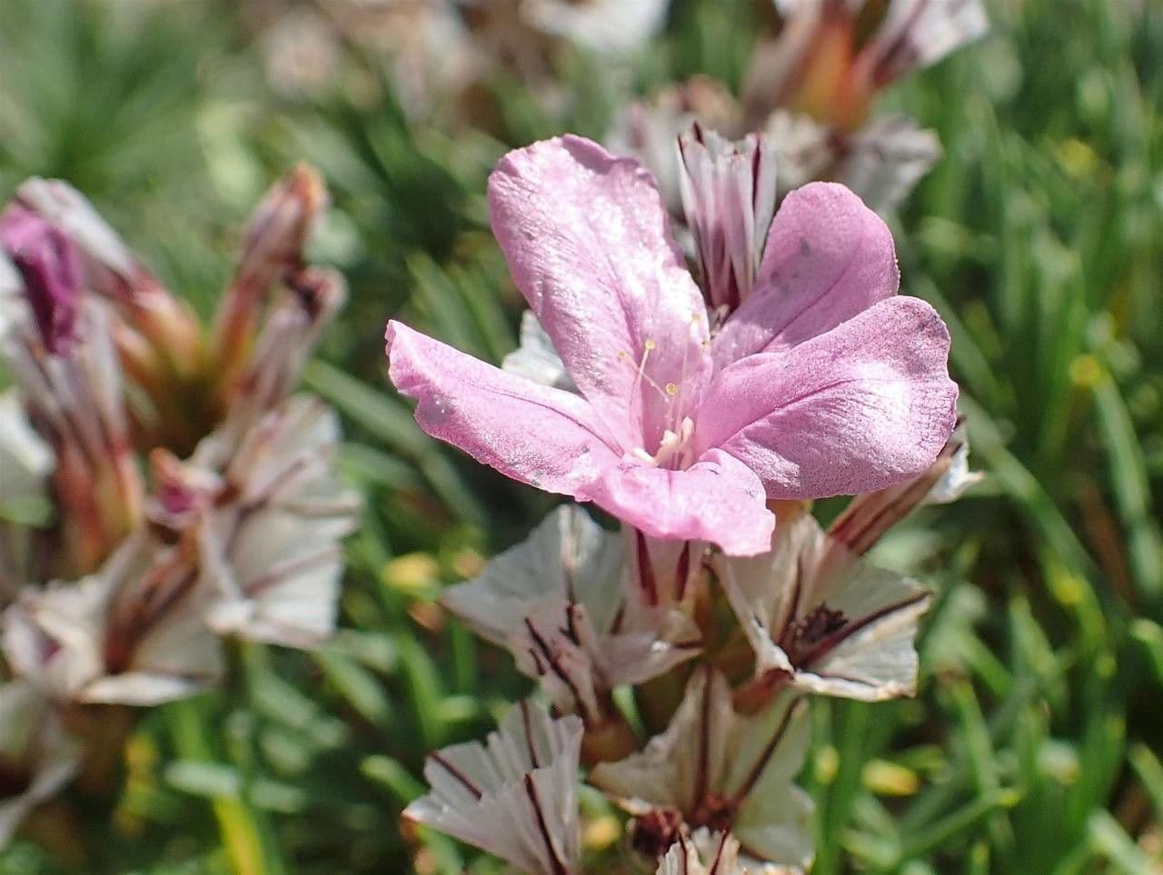 Acantholimon 5