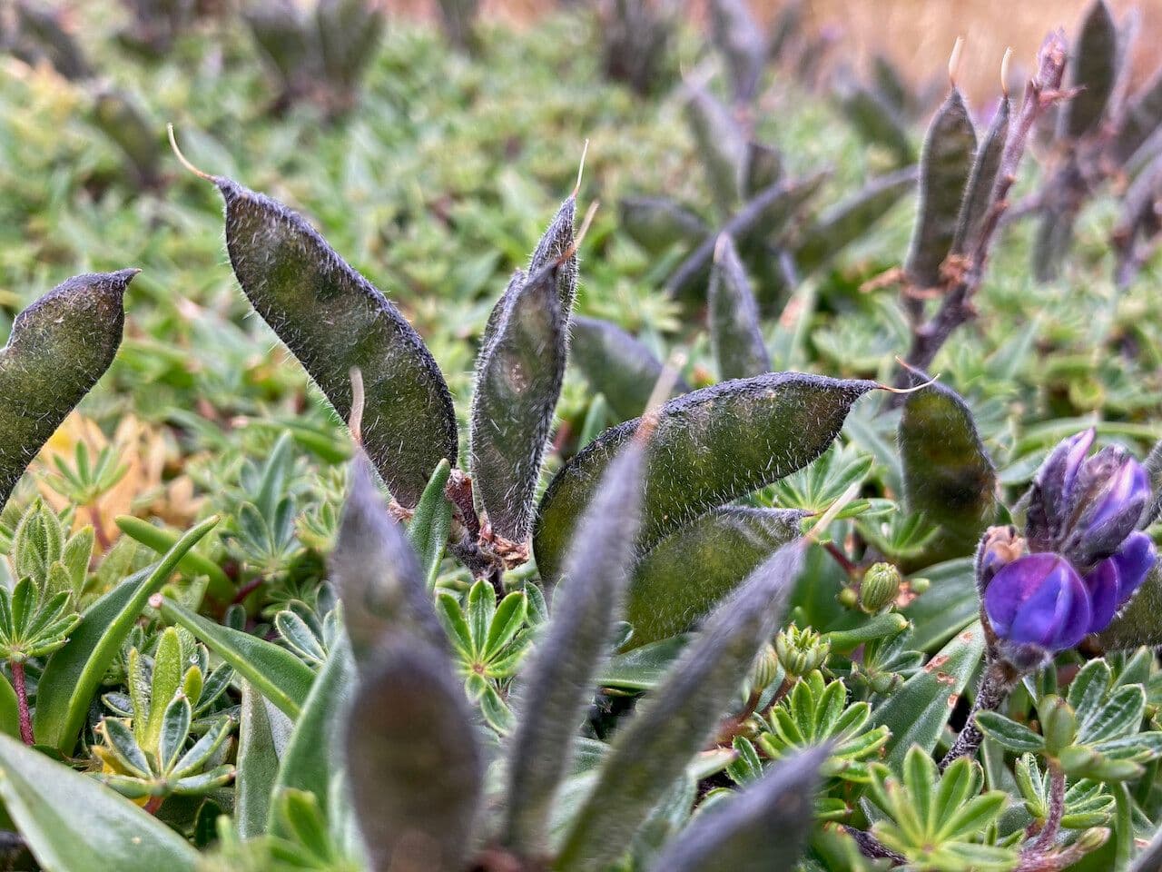 Kleinblättrige Lupine