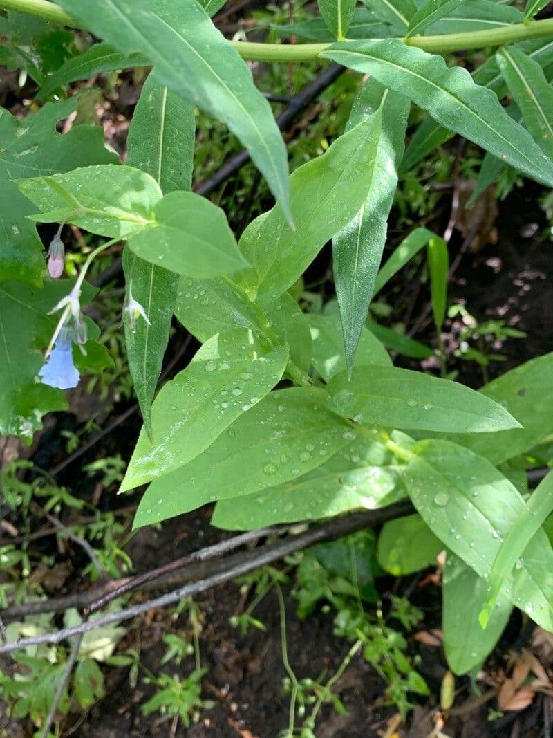 Mertensia ciliata 11