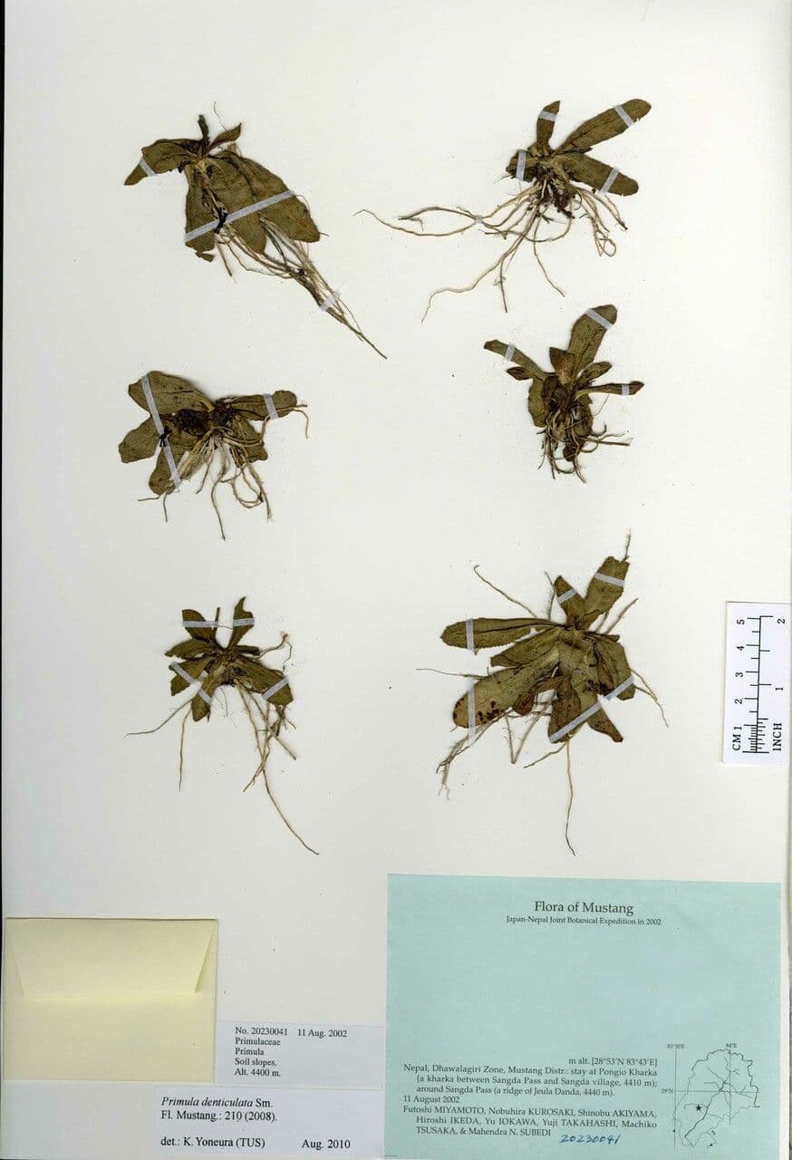 Primula denticolata 17