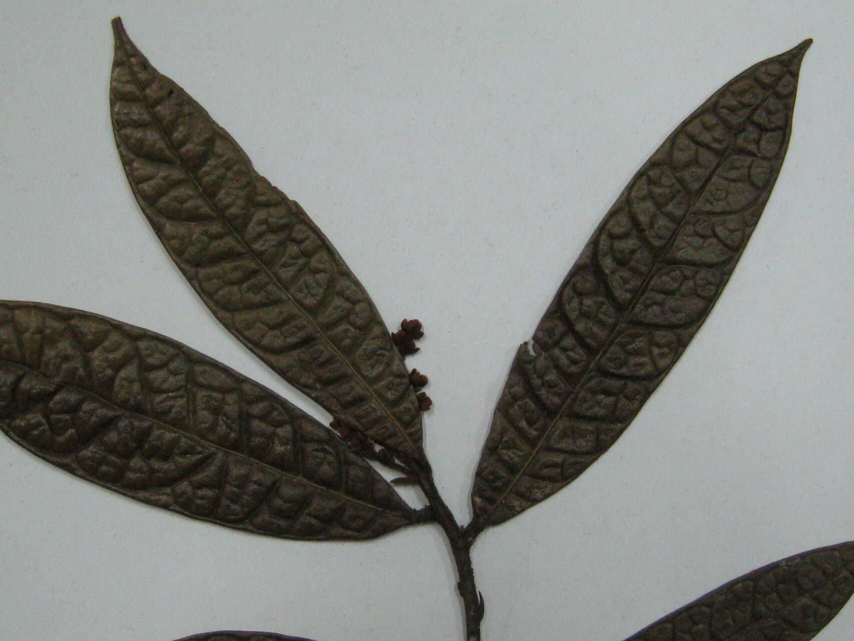 Rhodostemonodaphne