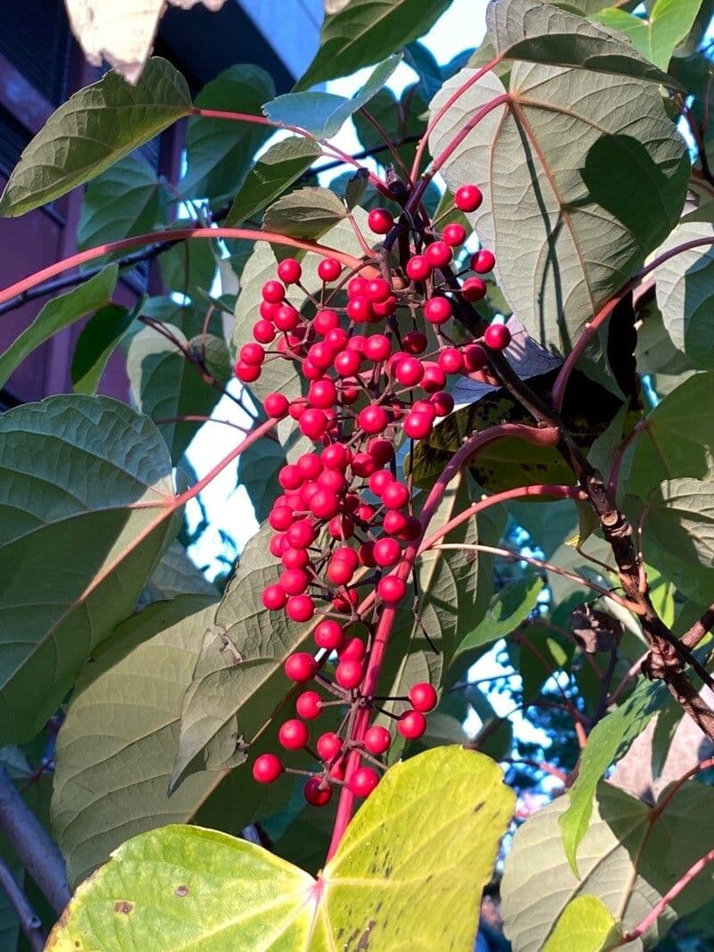 Idesie-Baum
