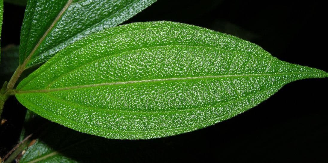 Henriettea tuberculosa 6
