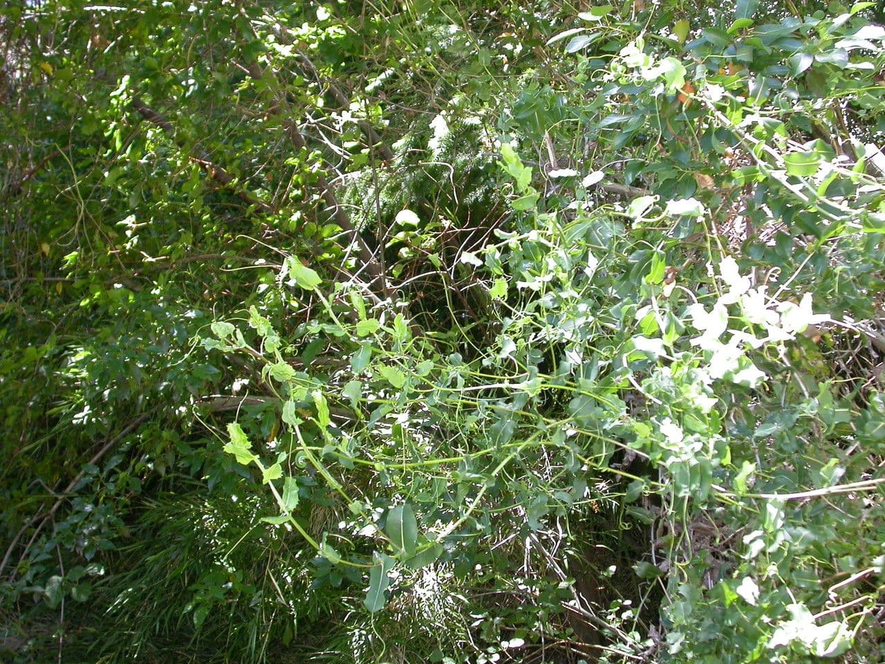 Mutisia 7