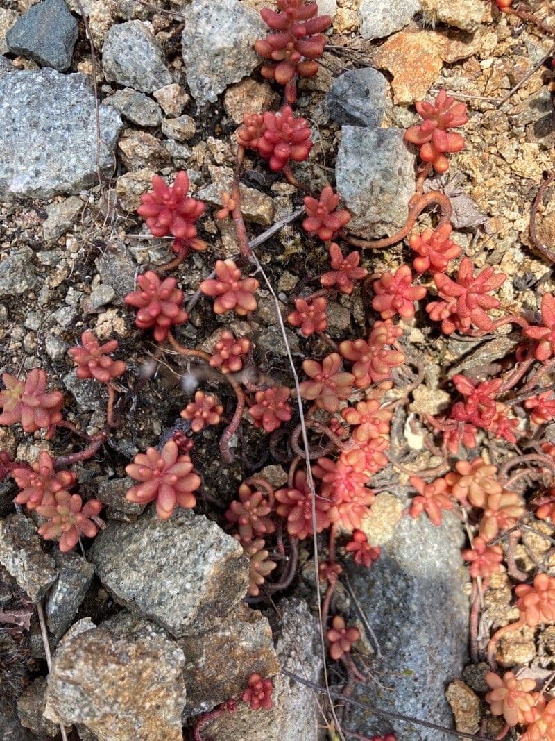 Roter Mauerpfeffer 6