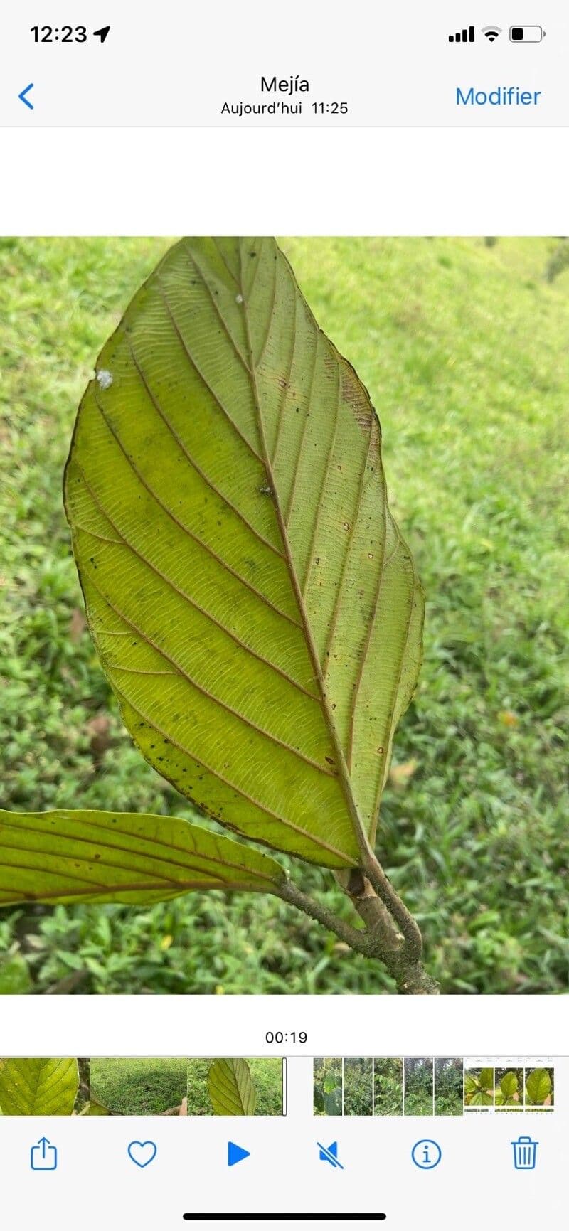 Ontano Acuminato 11