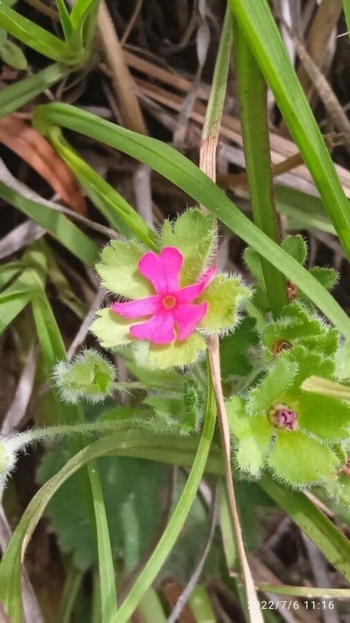 Androsace rotundifolia 2