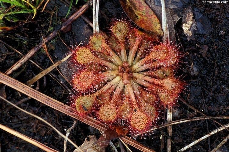 Drosera capillare