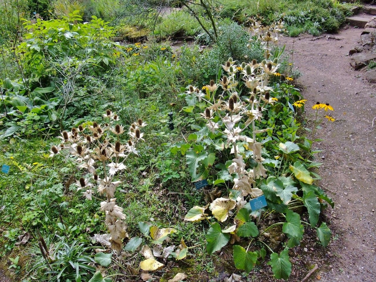 Panicaut géant 11