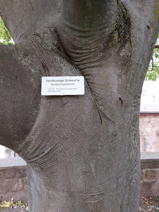 Letnička 23