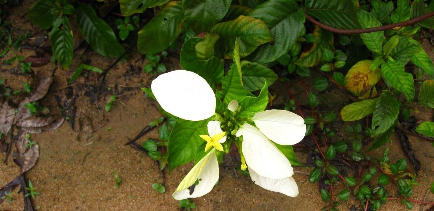 Mussaenda pubescente 2