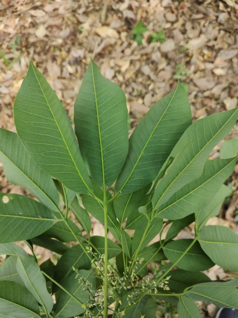 Hevea brazylijska 18