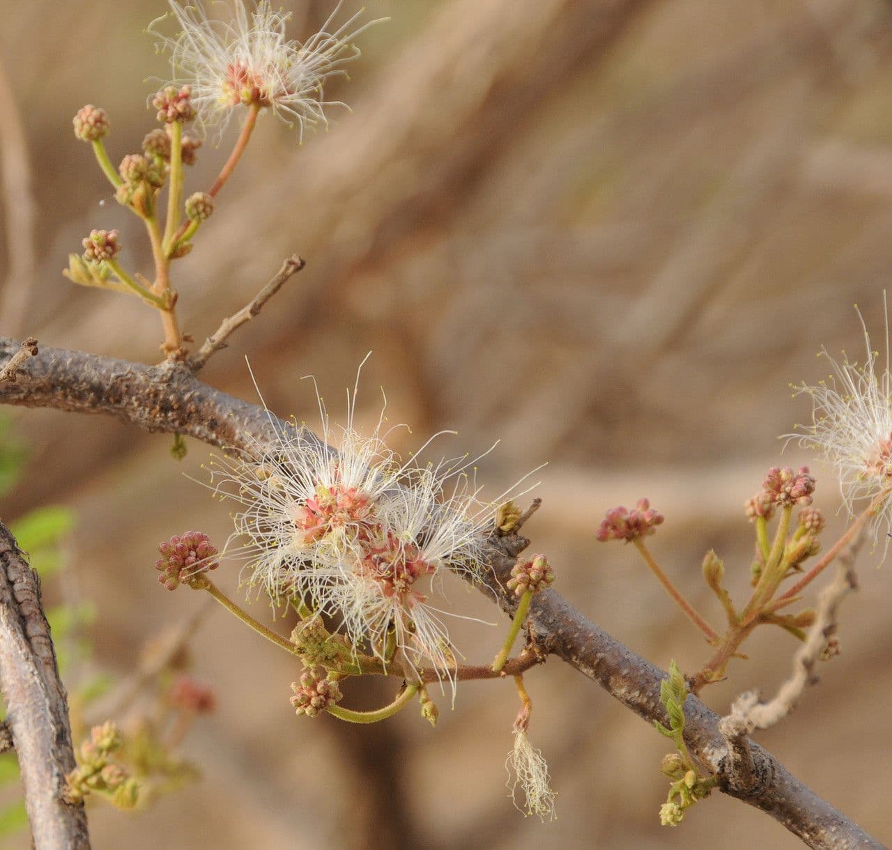 Albizia 8