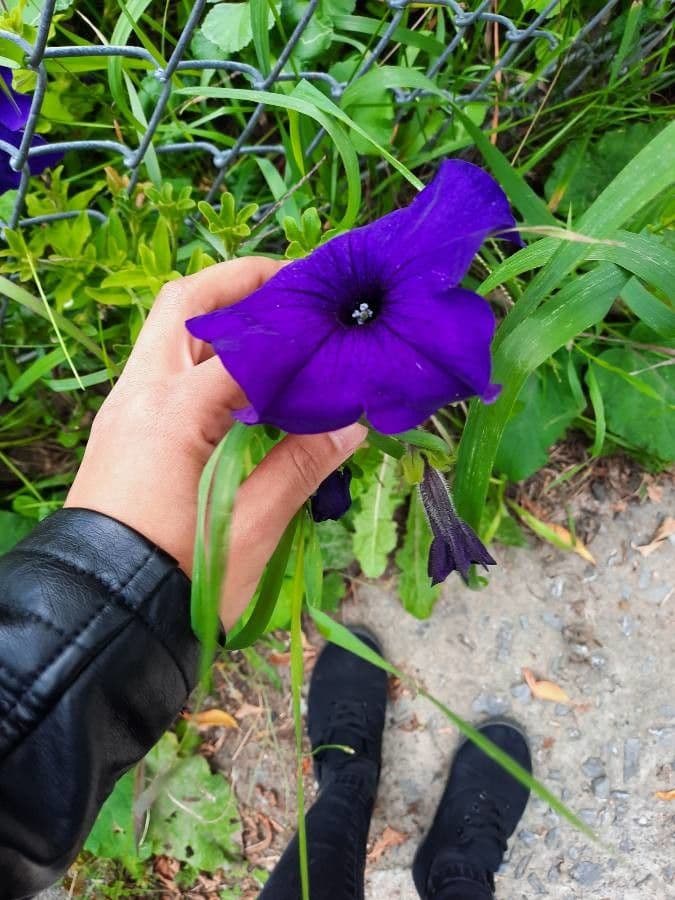 Ipomoea capillacea 2