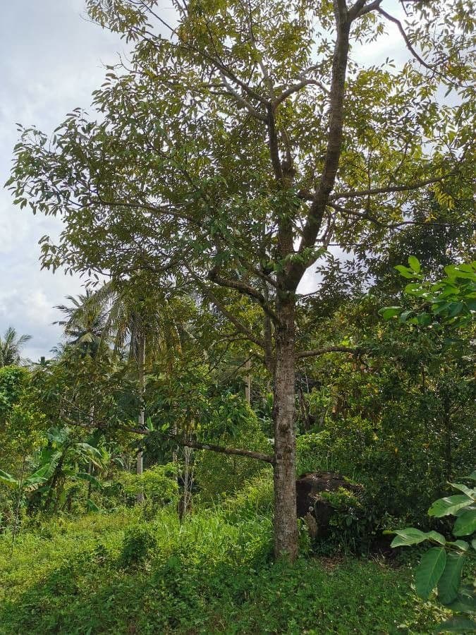 Durian 8