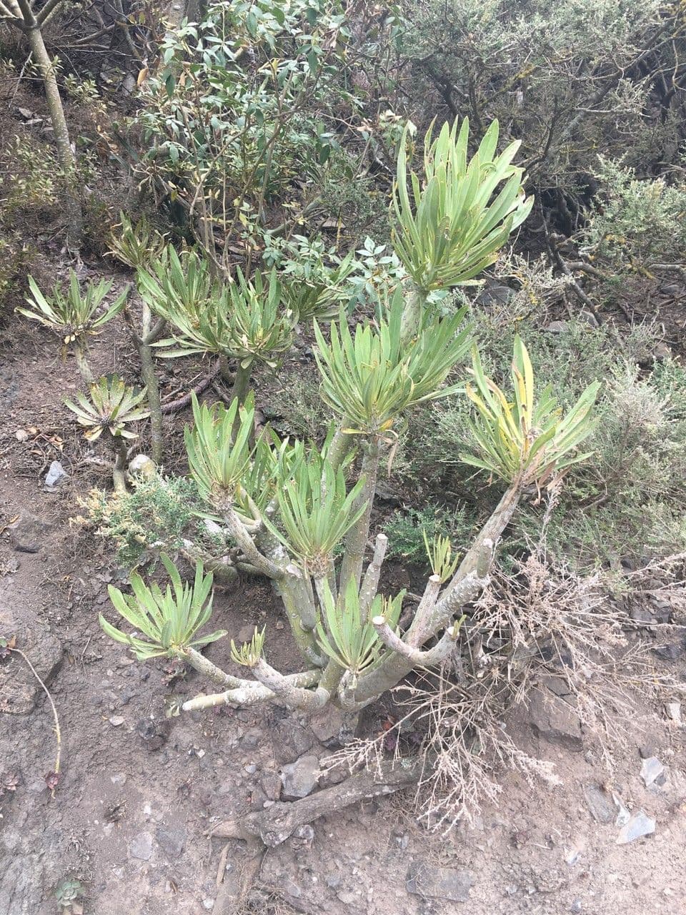 Kleinia 14