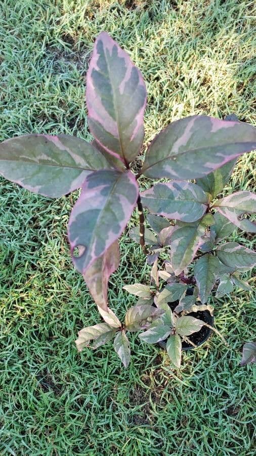 Pseuderanthemum 4