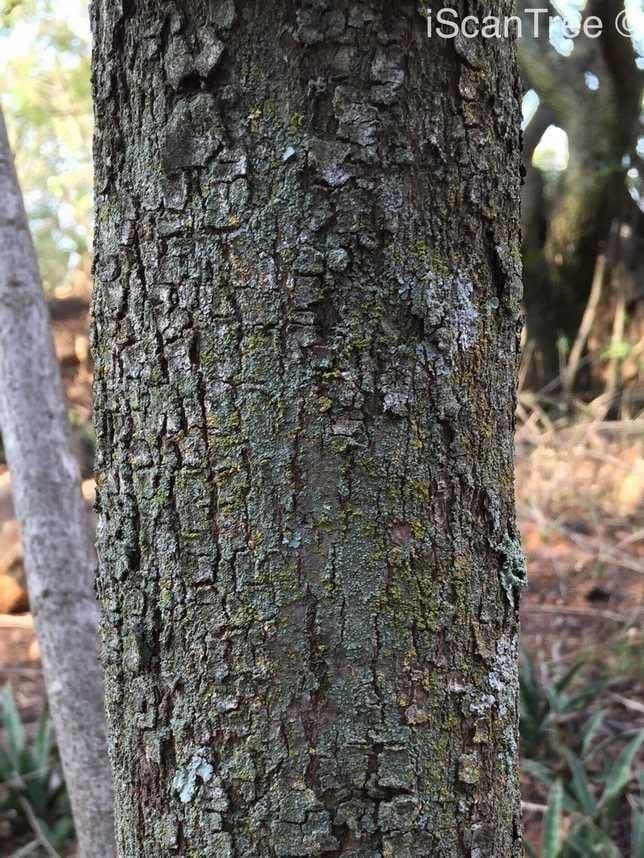 Sterculia 17