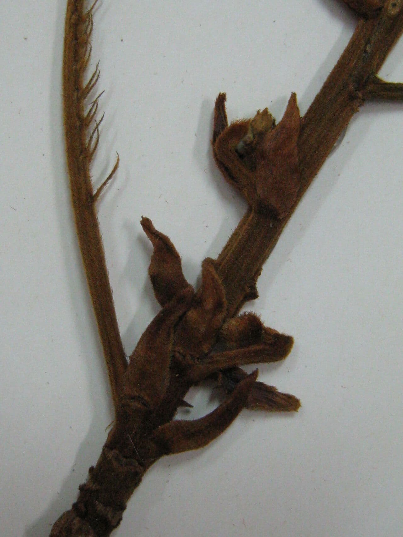 Hymenolobium 2