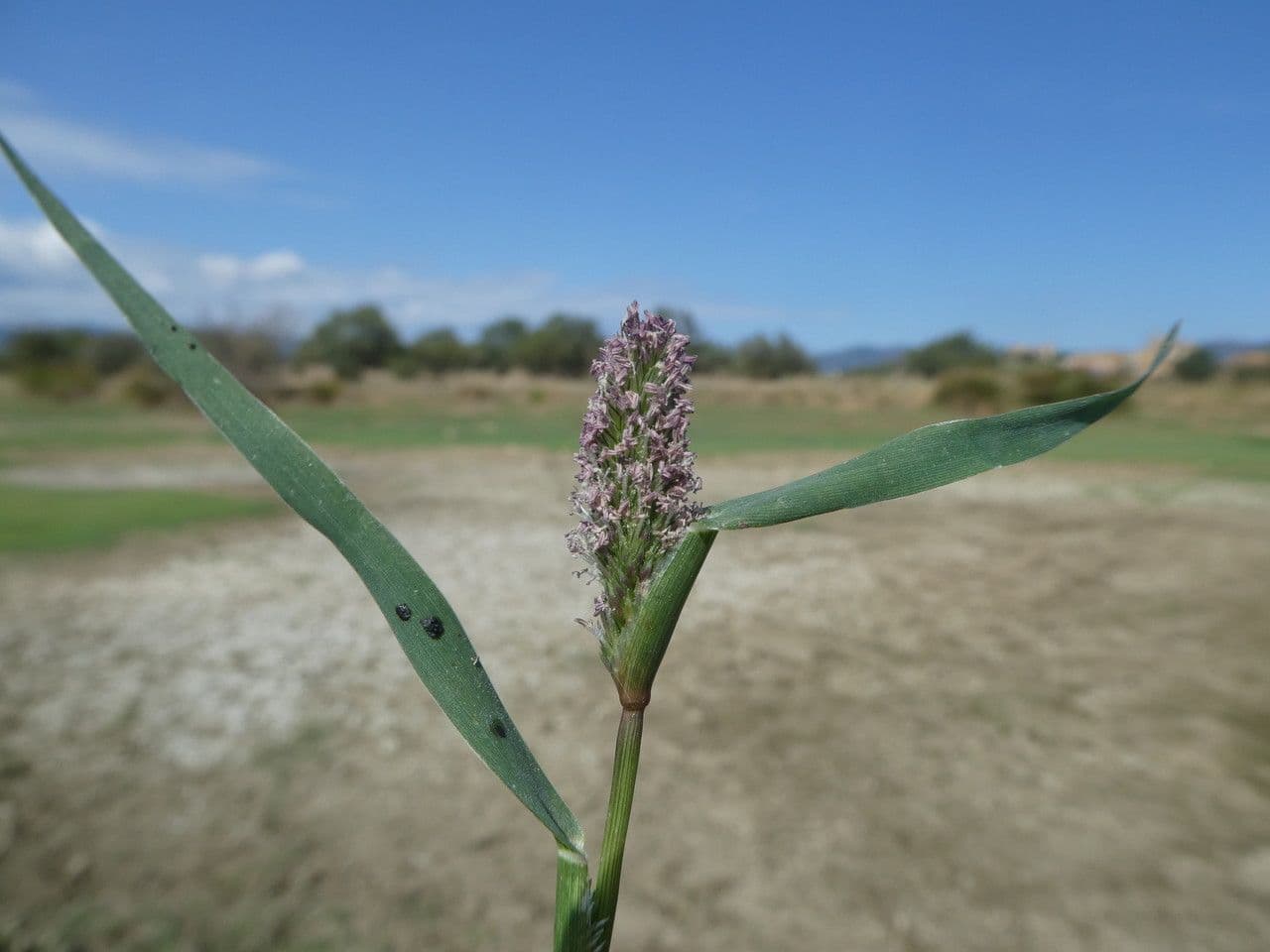 Crypsis schoenoides 19