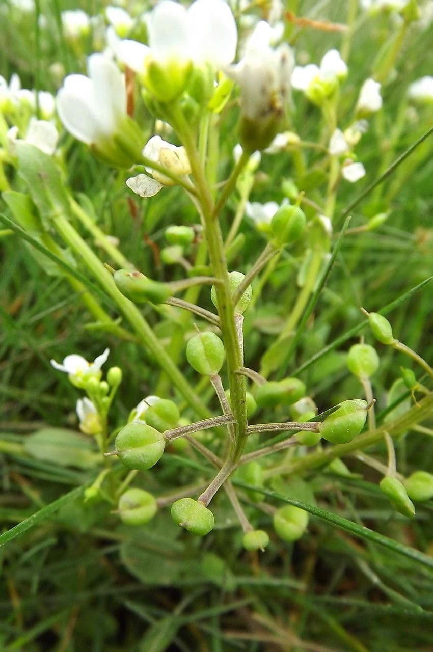 Cochlearia inglese