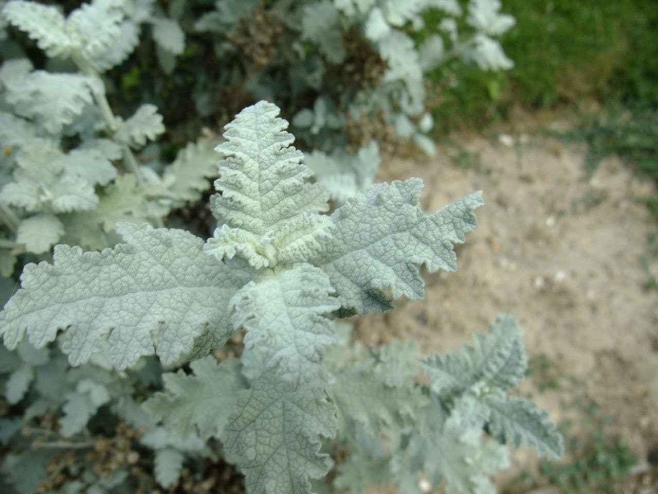 Buddleja