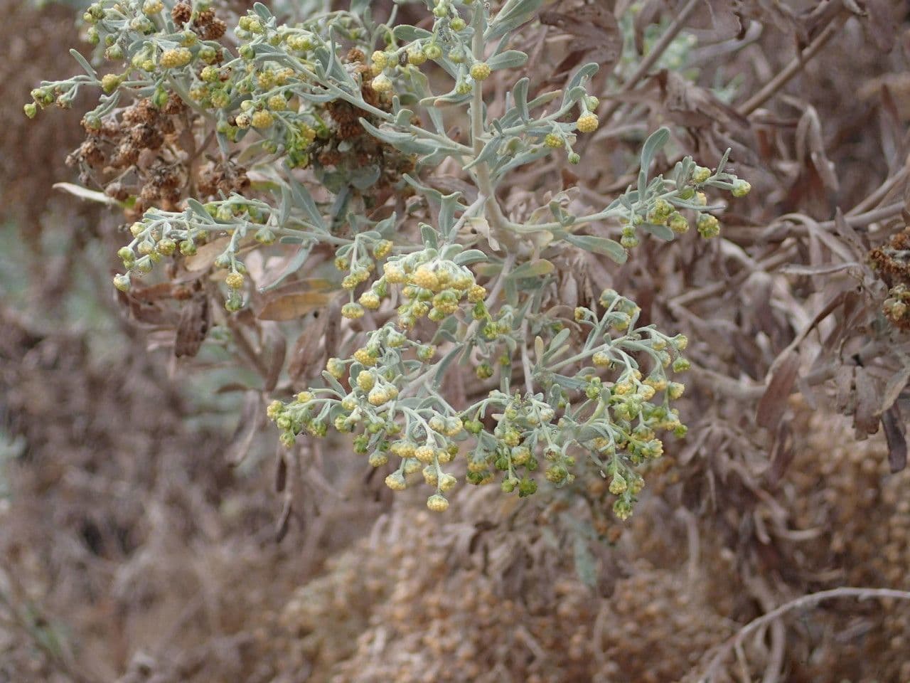 Assenzio 10