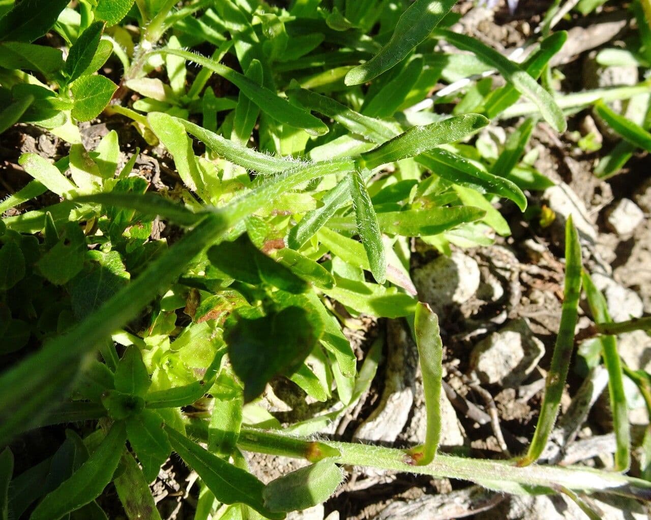 Jasione 18