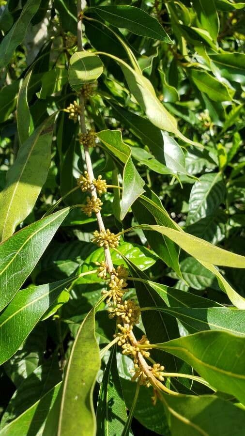 Sideroxylon 2
