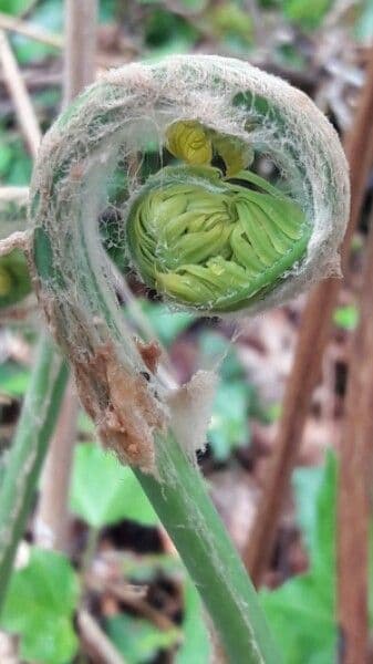 Długosz królewski 18