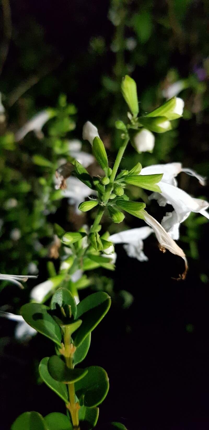 Salvia scarlatta 22