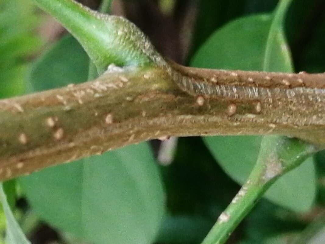 Trichilia havanensis 21