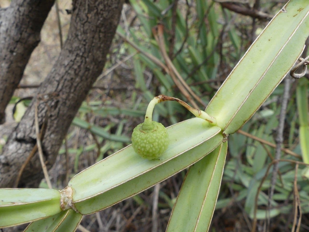 Cissus 3