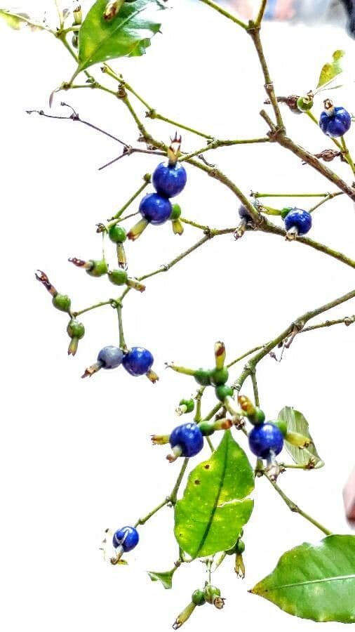 Psychotria 3
